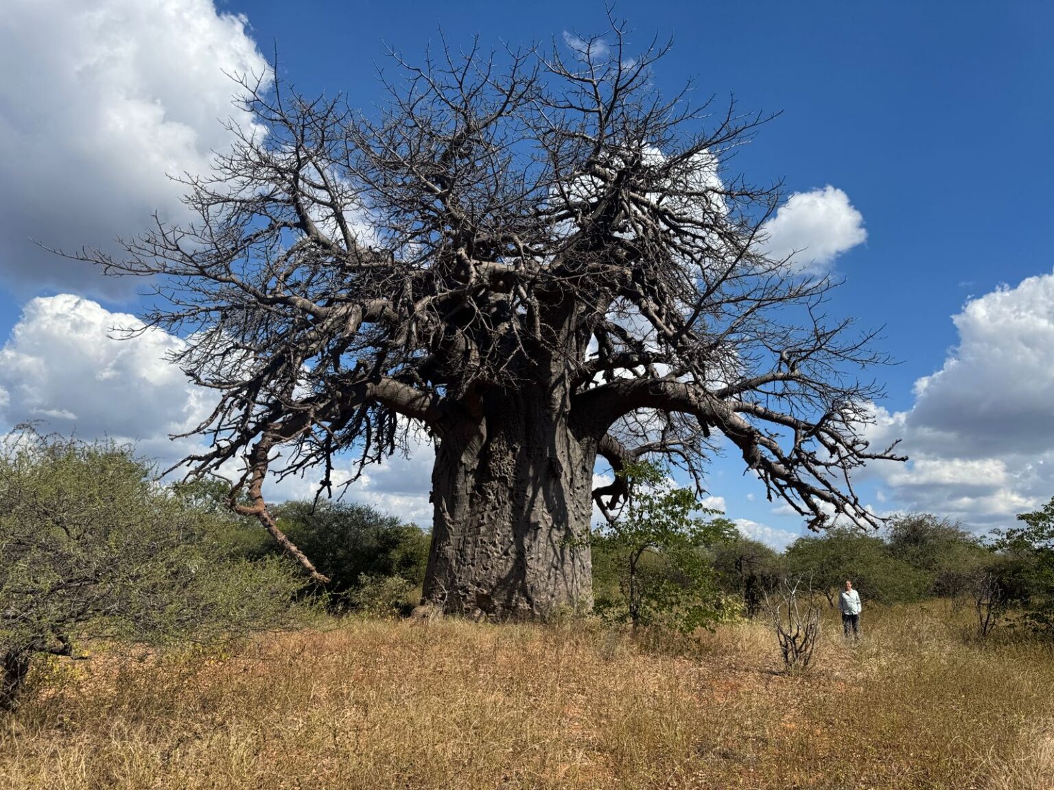 Musina Baobab Reserve